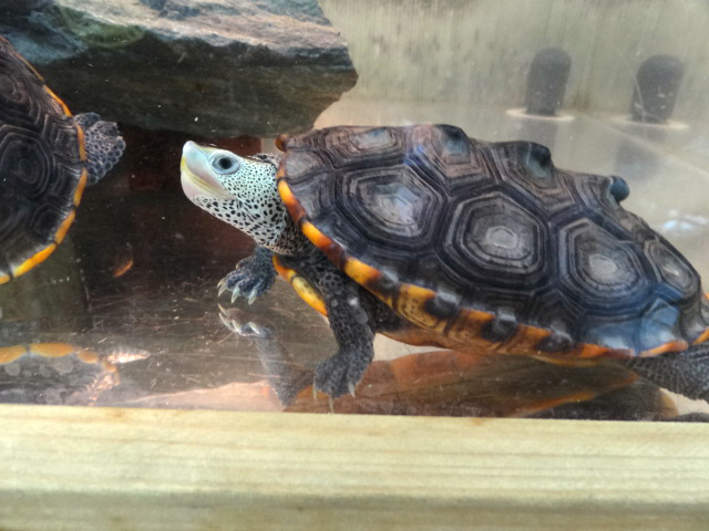 テキサスダイヤモンドバックテラピン(1)