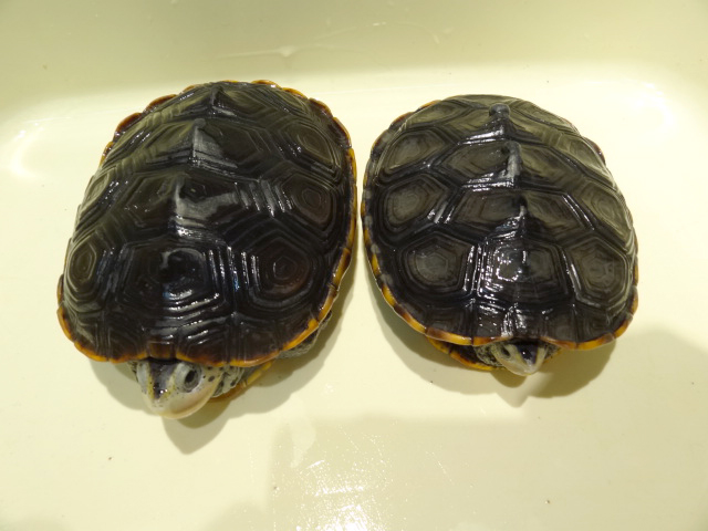 テキサスダイヤモンドバックテラピン(2)