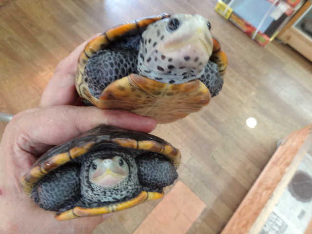 テキサスダイヤモンドバックテラピン(3)