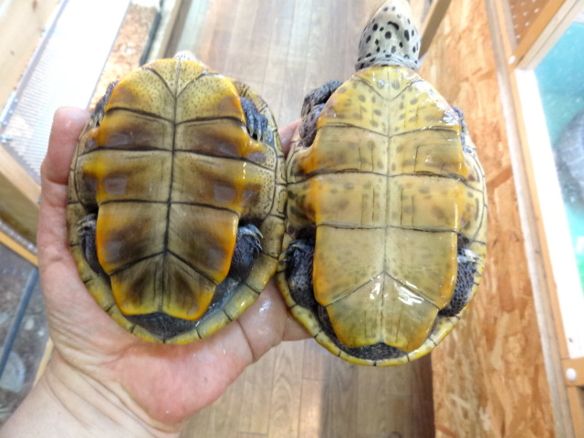 テキサスダイヤモンドバックテラピン(4)