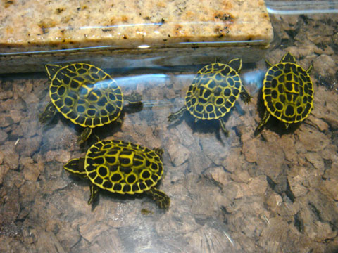 ピーターズメダマガメ(9)