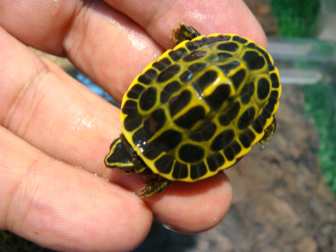 ピーターズメダマガメ(10)