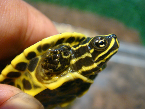 ピーターズメダマガメ(11)