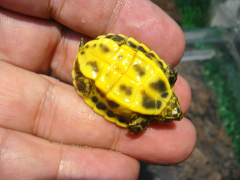 ピーターズメダマガメ(12)