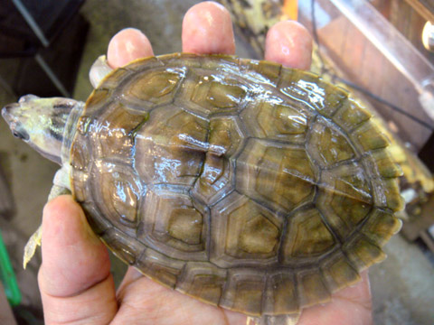 ニシキセタカガメ(5)