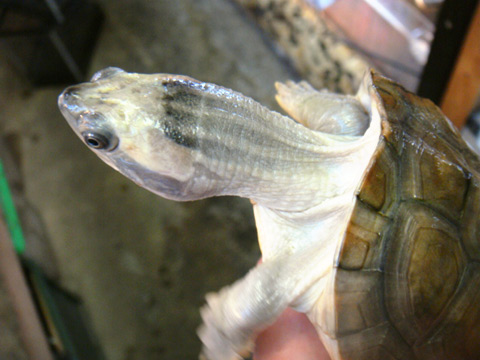 ニシキセタカガメ(6)