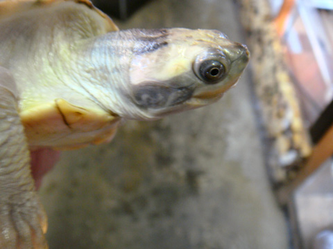 ニシキセタカガメ(7)