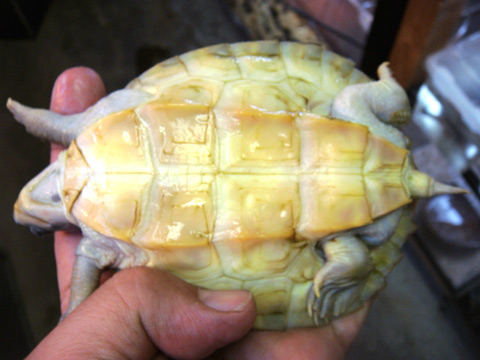 ニシキセタカガメ(8)