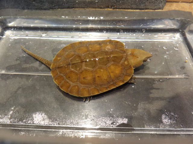 シウイオオアタマガメ(5)