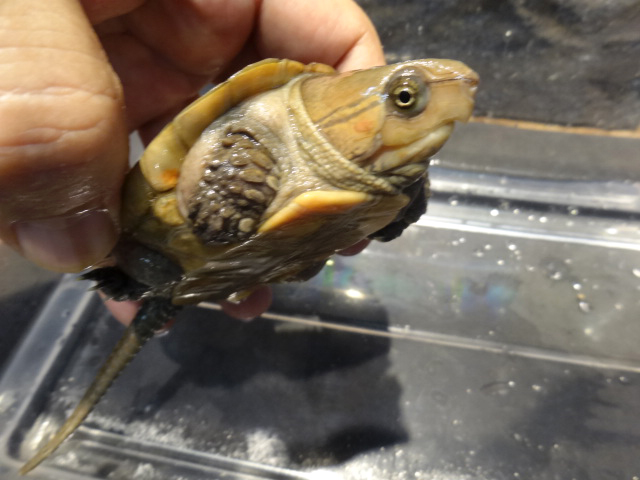 シウイオオアタマガメ(6)