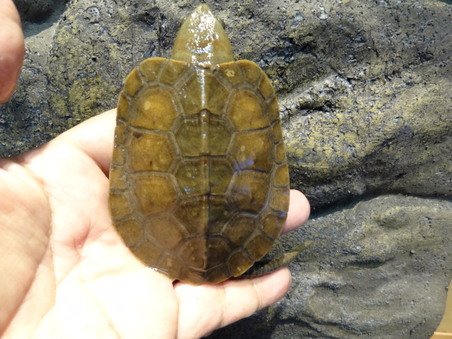 シウイオオアタマガメ(7)