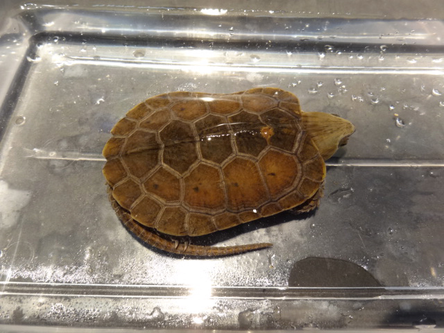 シウイオオアタマガメ(9)