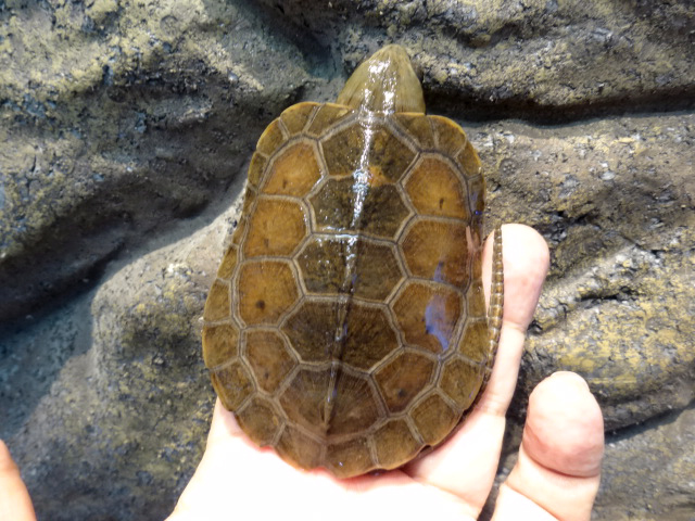 シウイオオアタマガメ(10)