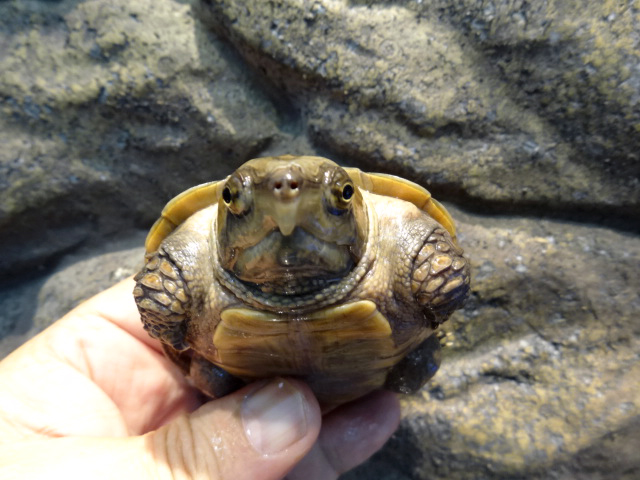 シウイオオアタマガメ(11)