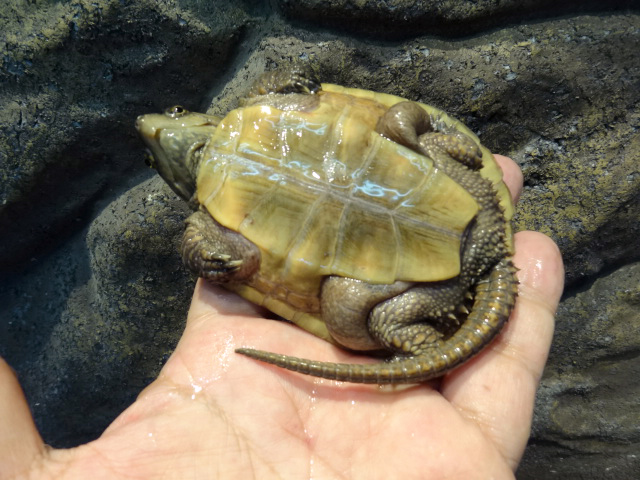 シウイオオアタマガメ(12)