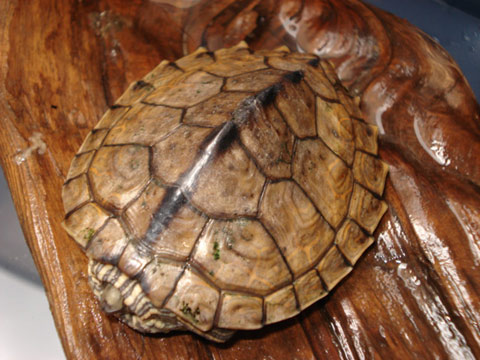 アラバマチズガメ(1)