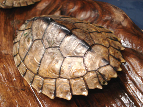 アラバマチズガメ(2)