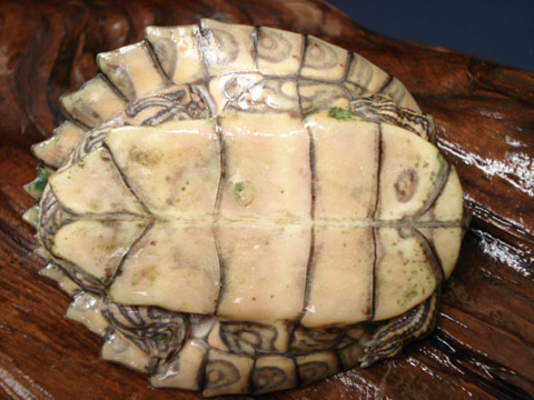 アラバマチズガメ(3)