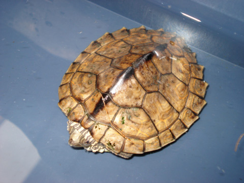 アラバマチズガメ(4)