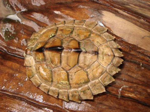 アラバマチズガメ(5)