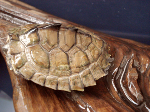 アラバマチズガメ(6)