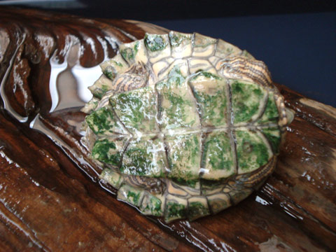 アラバマチズガメ(8)