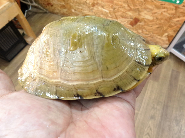 ユカタンハコガメ(7)