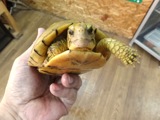ユカタンハコガメ(9)