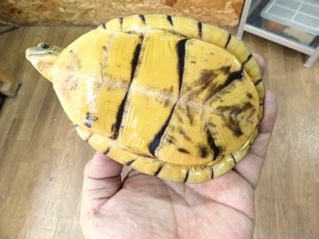 ユカタンハコガメ(12)