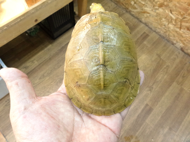 ユカタンハコガメ(11)