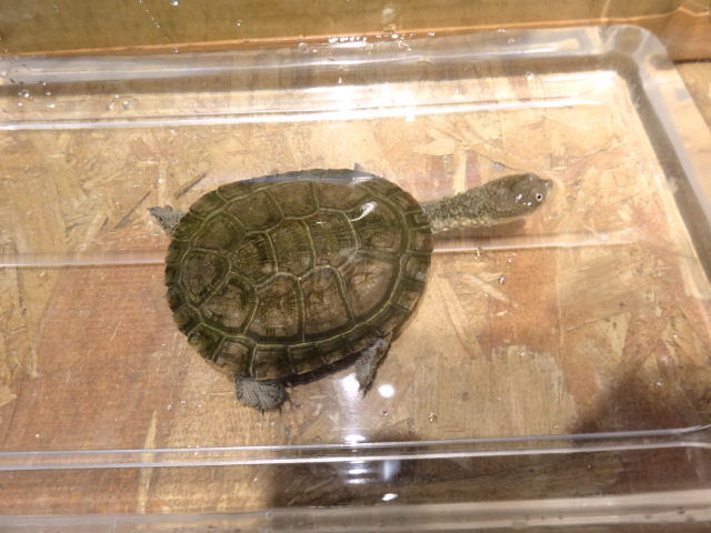 トゲモモヘビクビガメ(7)