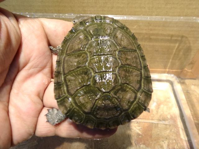 トゲモモヘビクビガメ(8)