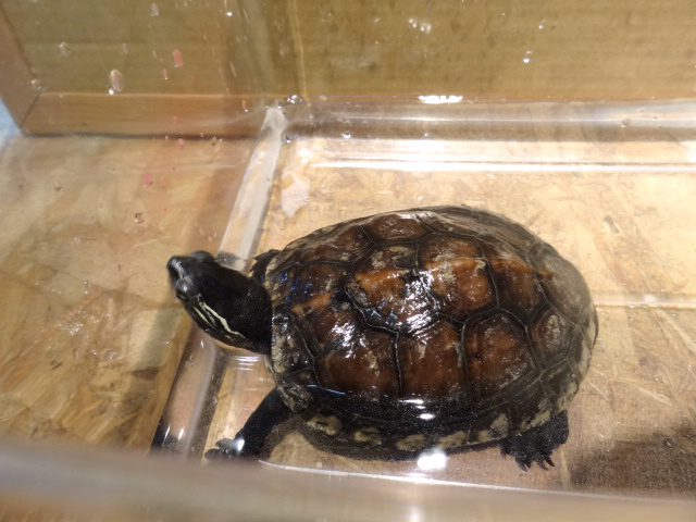 カントンクサガメ(4)