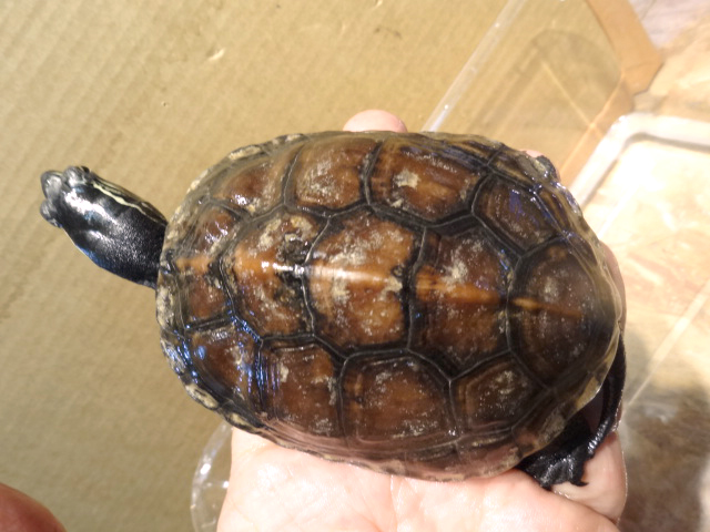 カントンクサガメ(5)