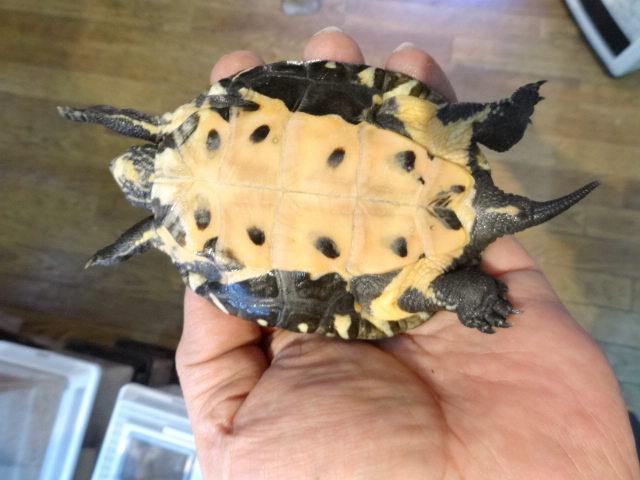 カントンクサガメ(7)