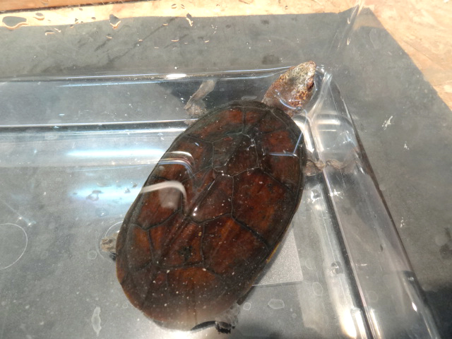 ハナナガドロガメ(5)