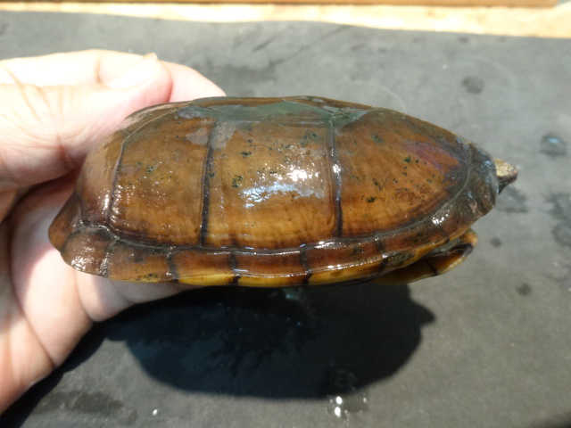 ハナナガドロガメ(6)