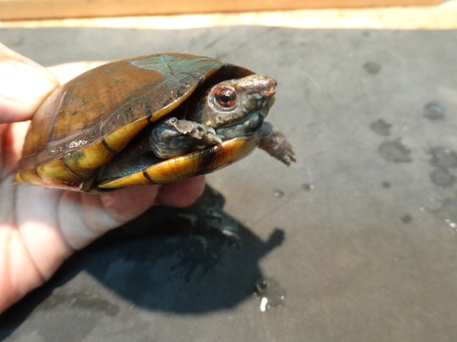 ハナナガドロガメ(7)