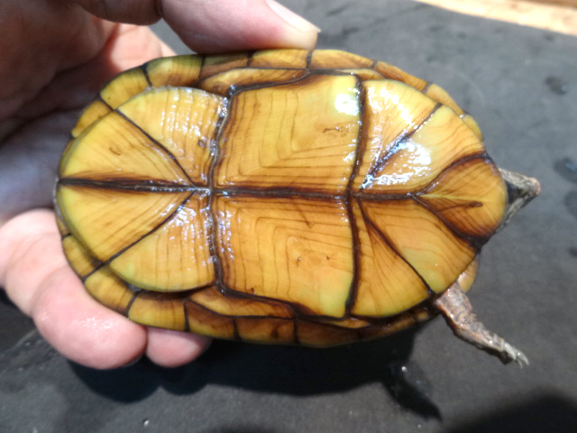 ハナナガドロガメ(8)