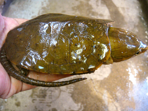 ボーグリーオオアタマガメ(3)