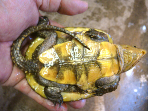 ボーグリーオオアタマガメ(4)