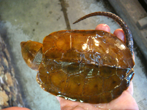 チュウゴクオオアタマガメ(5)