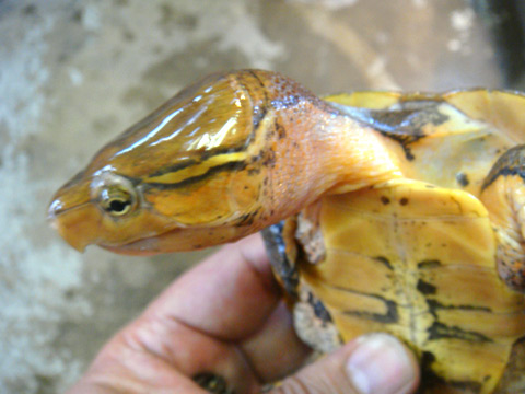 チュウゴクオオアタマガメ(6)