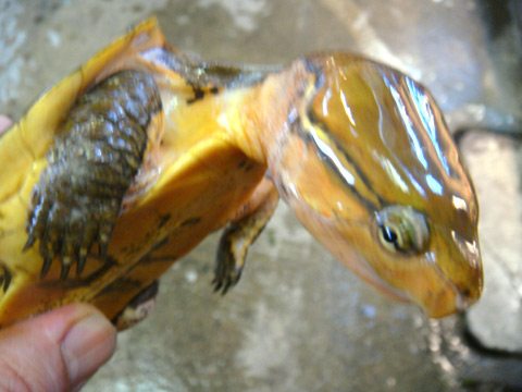 チュウゴクオオアタマガメ(7)