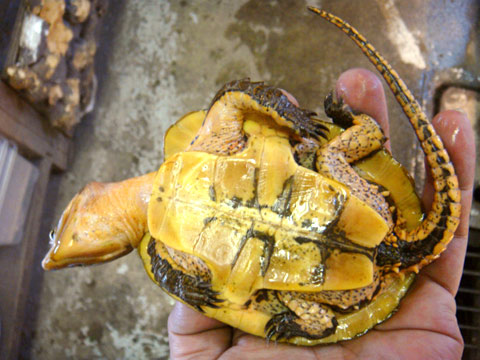 チュウゴクオオアタマガメ(8)