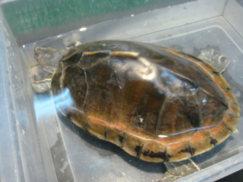 ベニマワリセタカガメ(9)