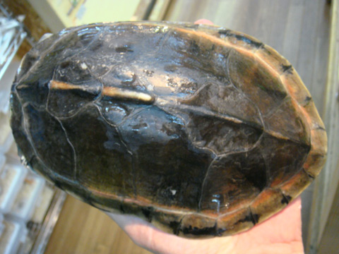 ベニマワリセタカガメ(10)