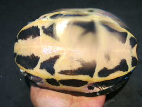 ベニマワリセタカガメ(12)