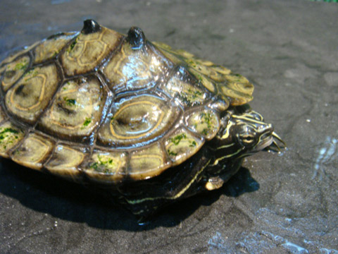 デルタクロコブチズガメ(9)