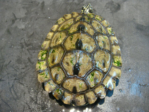 デルタクロコブチズガメ(10)
